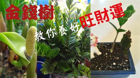 金錢樹開花意義|金錢樹開花代表什麼？